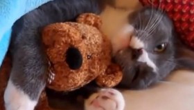 Vidéo de petits chats drôles et trop mignons ! 