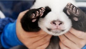 Les 5 photos les plus mignonnes de bébés pandas 
